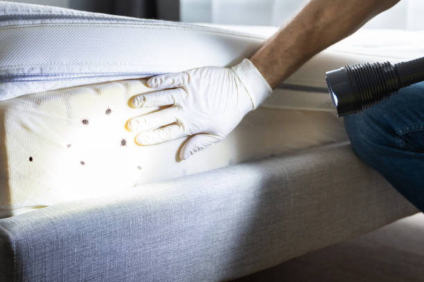 Best Bed Bug Extermination  in Walnut Park, CA