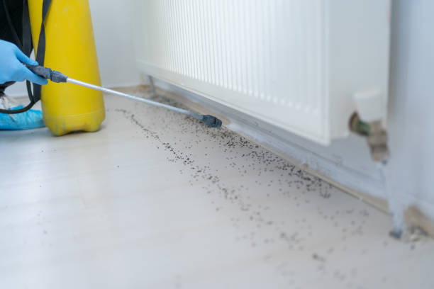 Trusted Walnut Park, CA Pest Control Experts